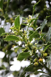Ilex aq. 'Alaska' 80-100 cm met kluit - afbeelding 3