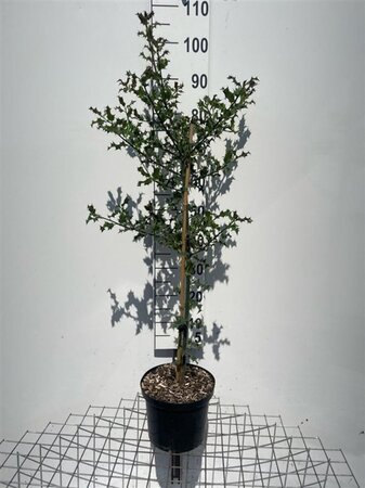 Ilex aquifolium 100-125 cm cont. 5,0L
