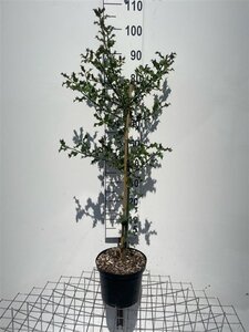 Ilex aquifolium 100-125 cm cont. 5,0L