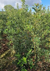 Ilex aquifolium 100-125 cm met kluit - afbeelding 9