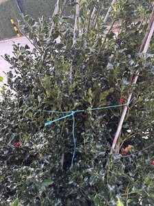 Ilex aquifolium 100-125 cm met kluit - afbeelding 3