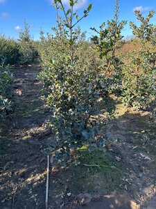 Ilex aquifolium 100-125 cm met kluit - afbeelding 3
