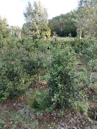 Ilex aquifolium 125-150 cm met kluit - afbeelding 5