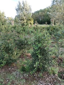 Ilex aquifolium 125-150 cm met kluit - afbeelding 5
