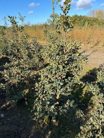 Ilex aquifolium 125-150 cm met kluit - afbeelding 4