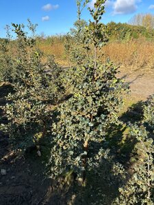 Ilex aquifolium 125-150 cm met kluit - afbeelding 4