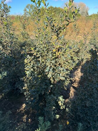 Ilex aquifolium 150-175 cm met kluit - afbeelding 3