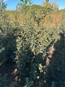 Ilex aquifolium 150-175 cm met kluit - afbeelding 3