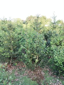 Ilex aquifolium 150-175 cm met kluit - afbeelding 2