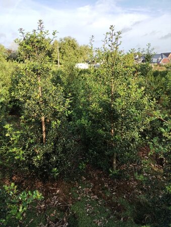 Ilex aquifolium 175-200 cm met kluit - afbeelding 8
