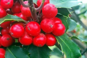 Ilex aquifolium 80-100 cm cont. 5,0L