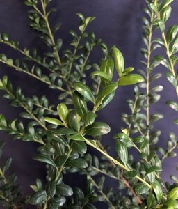Ilex crenata 'Convexa' 45 cm met kluit bol - afbeelding 3