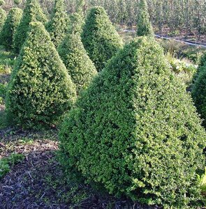 Ilex crenata 'Convexa' 45 cm met kluit bol - afbeelding 5