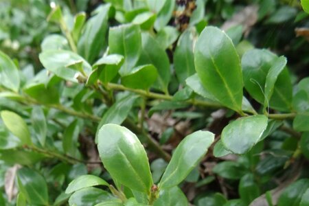 Ilex crenata 'Convexa' 45 cm met kluit bol - afbeelding 6