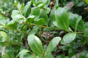 Ilex crenata 'Convexa' 50-60 cm cont. 5,0L - afbeelding 6