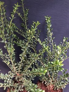 Ilex crenata 'Convexa' 80 cm met kluit bol