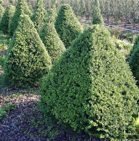 Ilex crenata 'Convexa' 90 cm met kluit bol - afbeelding 5
