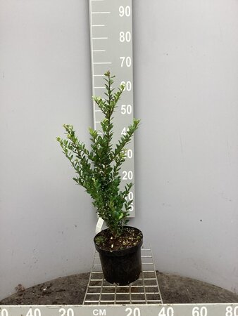 Ilex crenata 'Caroline Upright' 40-50 cm cont. 3,0L - afbeelding 3