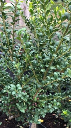 Ilex crenata Dark Green 25-30 cm cont. 3,0L kegel