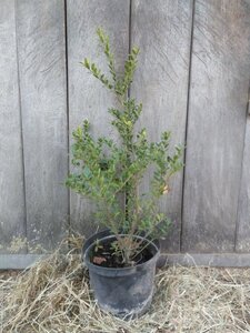 Ilex crenata Dark Green 30-40 cm cont. 3,0L