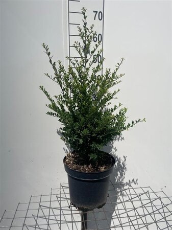 Ilex crenata Dark Green 60-80 cm cont. 7,5L - afbeelding 2