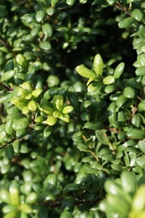 Ilex crenata 'Green Glory' 20-30 cm cont. 2,0L