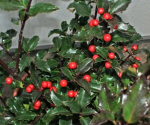 Ilex meserv. 'Blue Princess' (vrouw=bes) 100-125 cm met kluit - afbeelding 2