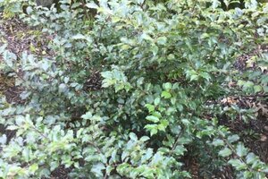 Ilex meserv. 'Blue Princess' (vrouw=bes) 100-125 cm met kluit - afbeelding 3