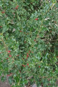 Ilex meserv. 'Blue Princess' (vrouw=bes) 60-80 cm met kluit