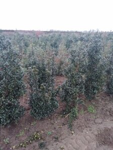 Ilex meserv. 'Heckenstar' (man= geen bes) 100-125 cm met kluit - afbeelding 3