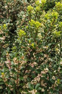 Ilex meserv. 'Heckenstar' (man= geen bes) 100-125 cm met kluit