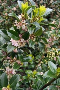 Ilex meserv. 'Heckenstar' (man= geen bes) 125-150 cm met kluit - afbeelding 2