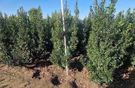 Ilex meserv. 'Heckenstar' (man= geen bes) 125-150 cm met kluit - afbeelding 3
