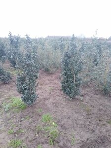 Ilex meserv. 'Heckenstar' (man= geen bes) 125-150 cm met kluit - afbeelding 4