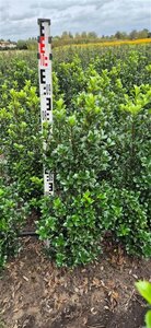 Ilex meserv. 'Heckenstar' (man= geen bes) 60-80 cm met kluit - afbeelding 3