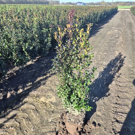 Ilex meserv. 'Heckenstar' (man= geen bes) 80-100 cm met kluit - afbeelding 3