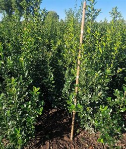 Ilex meserv. Blue Maid (vrouw=bes) 100-125 cm met kluit