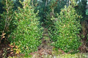 Ilex meserv. Blue Maid (vrouw=bes) 125-150 cm met kluit