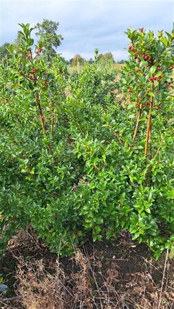 Ilex meserv. Blue Maid (vrouw=bes) 125-150 cm met kluit - afbeelding 3