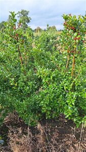 Ilex meserv. Blue Maid (vrouw=bes) 125-150 cm met kluit - afbeelding 3