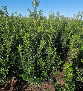 Ilex meserv. Blue Maid (vrouw=bes) 125-150 cm met kluit - afbeelding 4