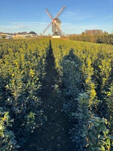 Ilex meserv. Blue Maid (vrouw=bes) 60-80 cm met kluit