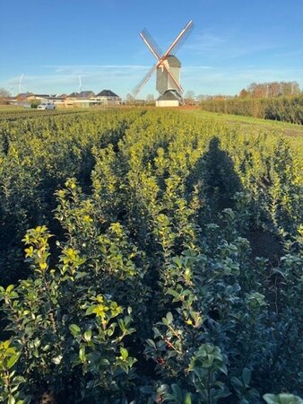 Ilex meserv. Blue Maid (vrouw=bes) 60-80 cm met kluit - afbeelding 2