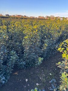 Ilex meserv. Blue Maid (vrouw=bes) 60-80 cm met kluit - afbeelding 3