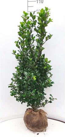 Ilex meserv. 'Blue Prince' (man=geen bes) 100-125 cm met kluit - afbeelding 4