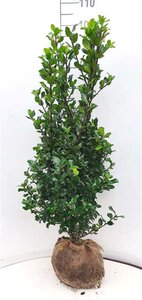 Ilex meserv. 'Blue Prince' (man=geen bes) 100-125 cm met kluit - afbeelding 4