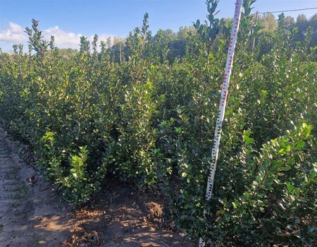 Ilex meserv. 'Blue Prince' (man=geen bes) 125-150 cm met kluit - afbeelding 6