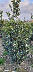 Ilex meserv. 'Blue Prince' (man=geen bes) 125-150 cm met kluit - afbeelding 2