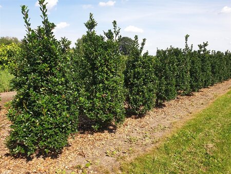 Ilex meserv. 'Blue Prince' (man=geen bes) 125-150 cm met kluit - afbeelding 4