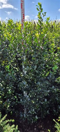 Ilex meserv. 'Blue Prince' (man=geen bes) 125-150 cm met kluit - afbeelding 7